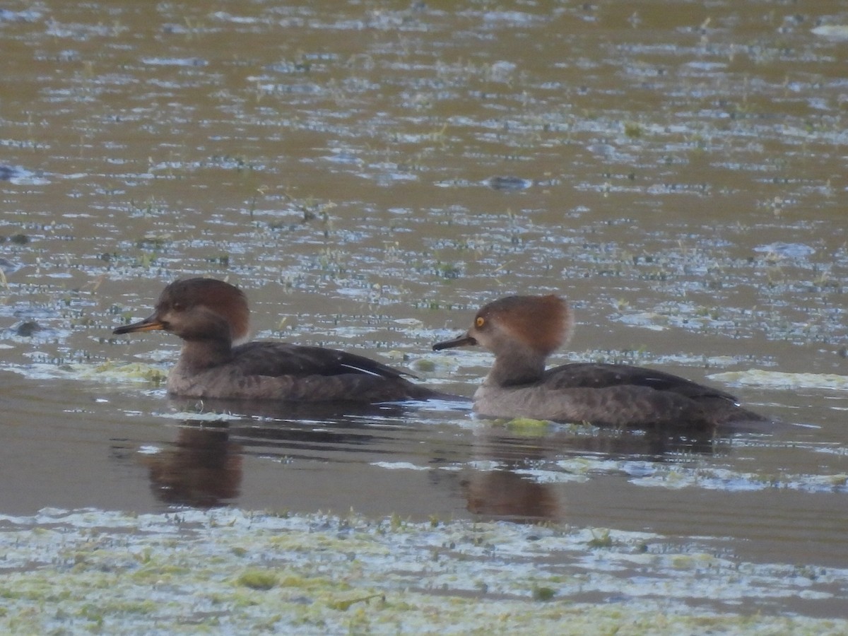 Hooded Merganser - ML629339207