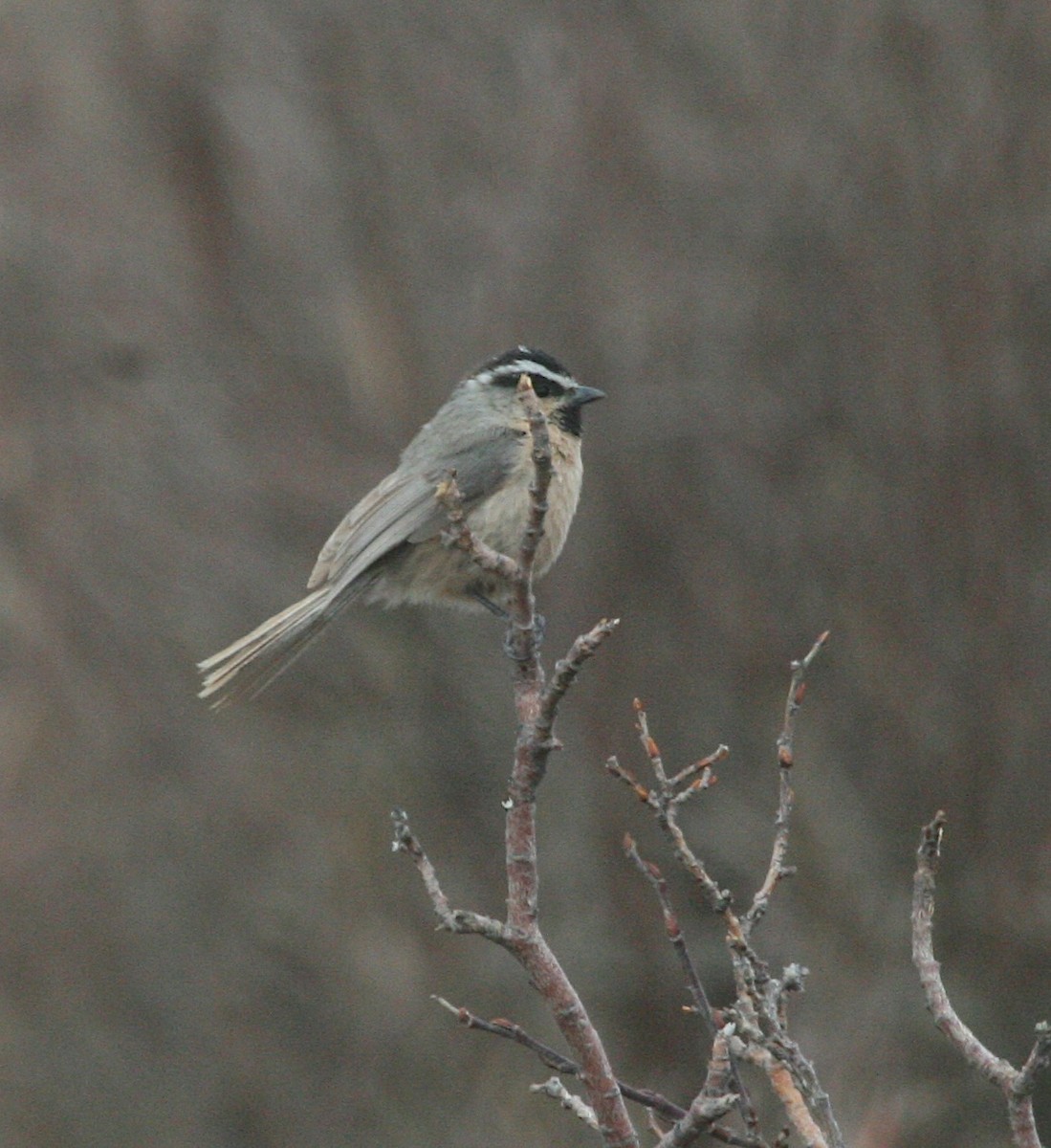 White-browed Tit - ML629339297