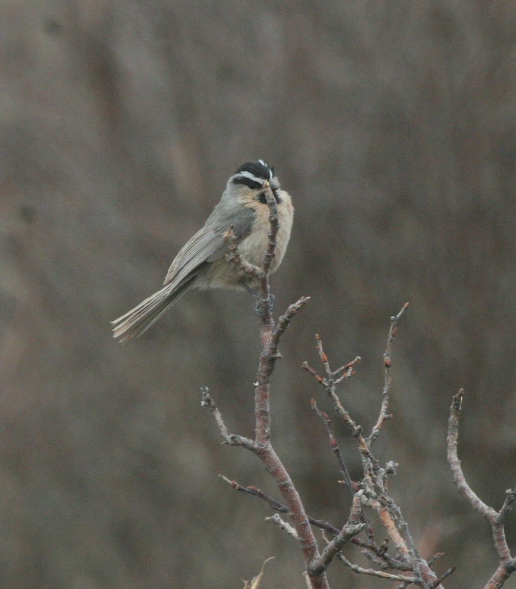 White-browed Tit - ML629339298