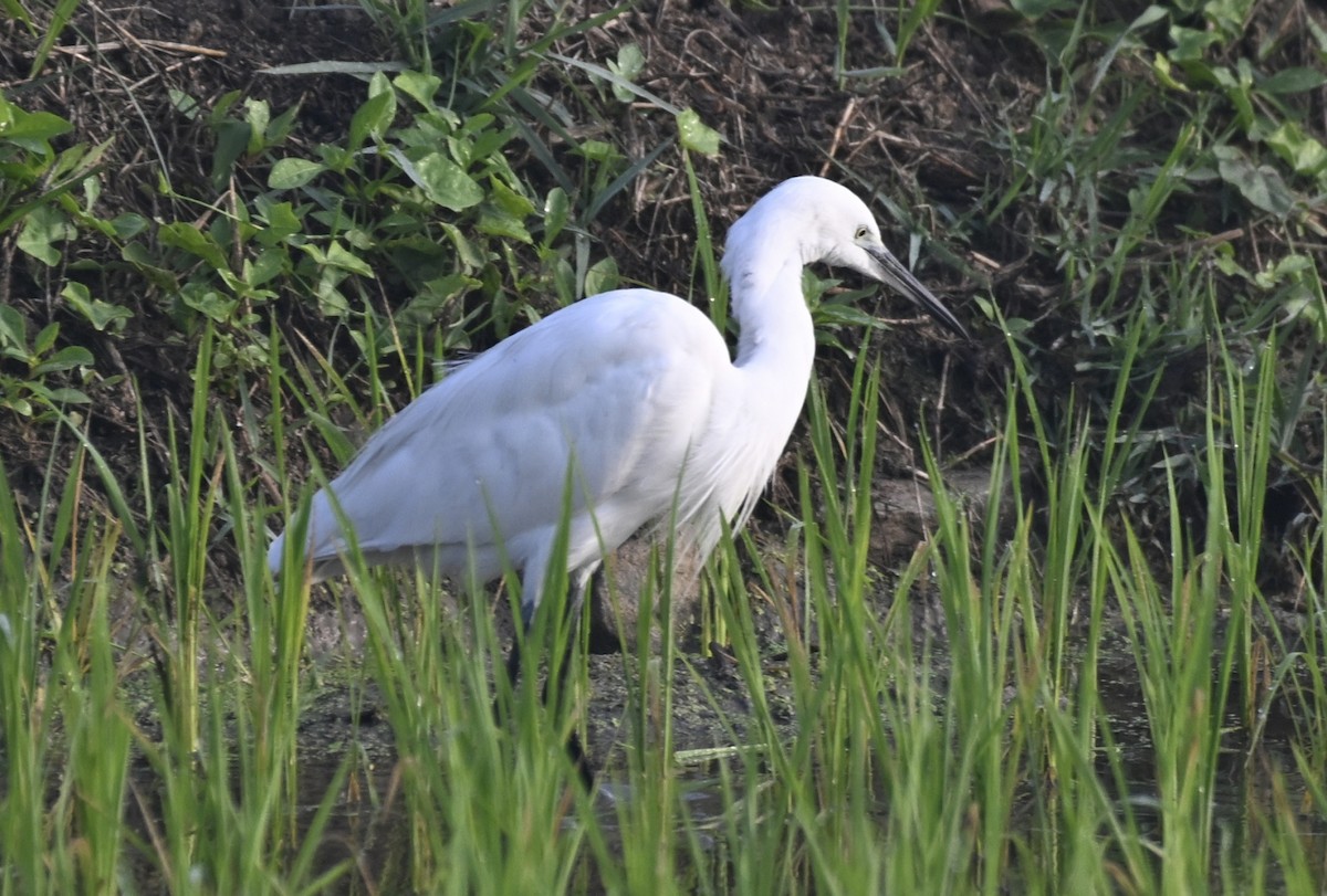 Little Egret - ML629339369
