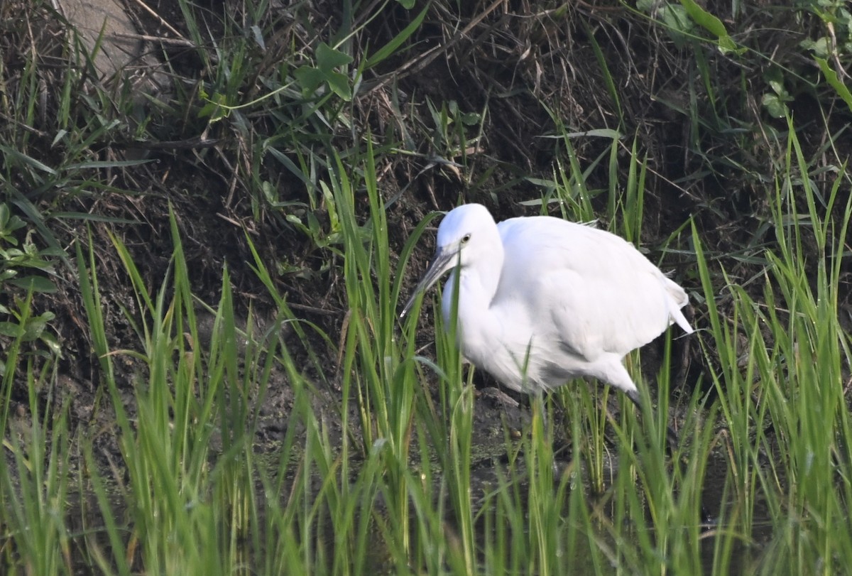 Little Egret - ML629339370
