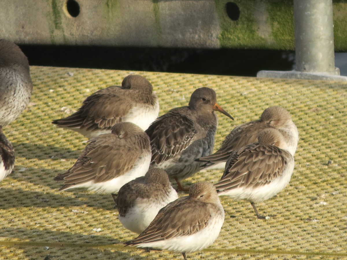 Purple Sandpiper - ML629339371