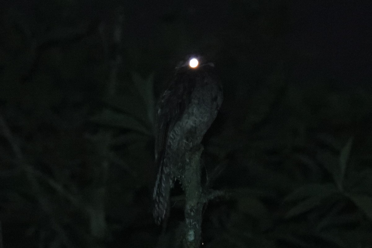 Common Potoo - ML629339379