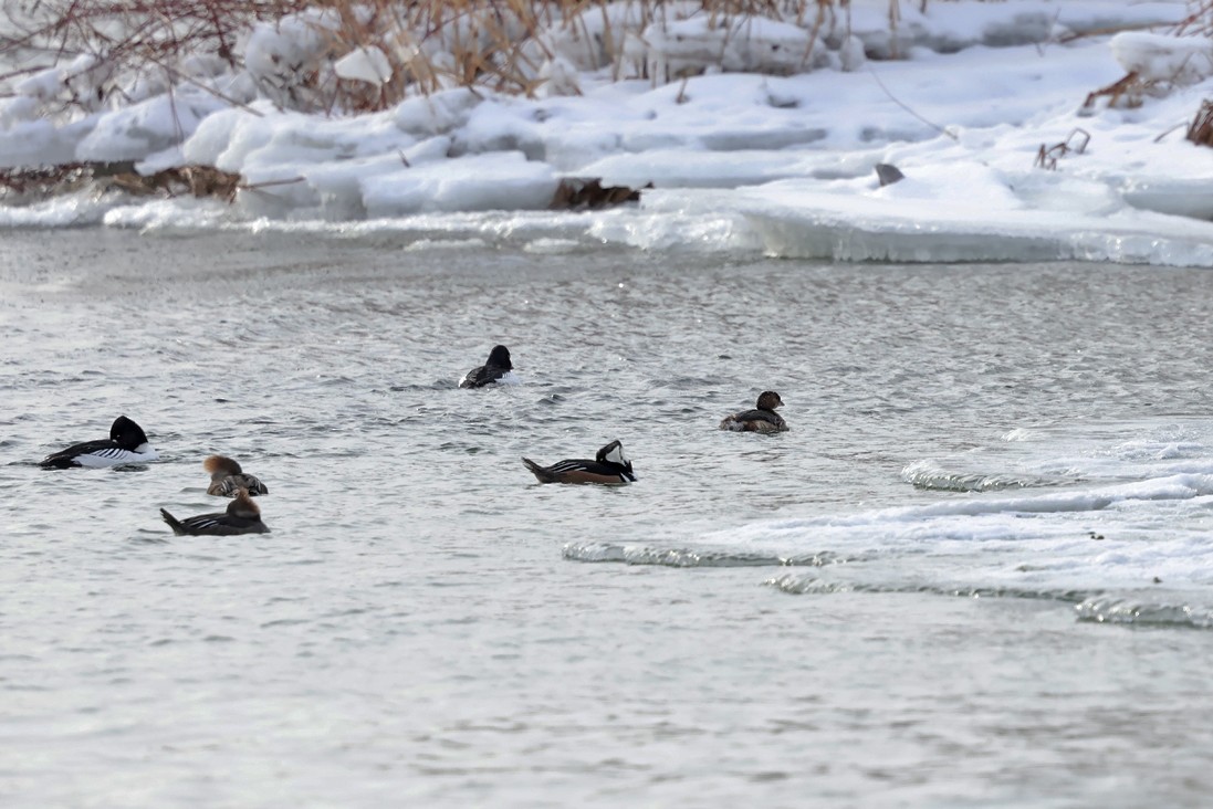 Pied-billed Grebe - ML629339503