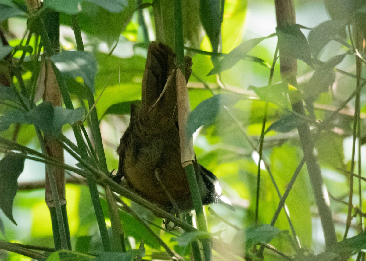 Banasura Laughingthrush - ML629339545