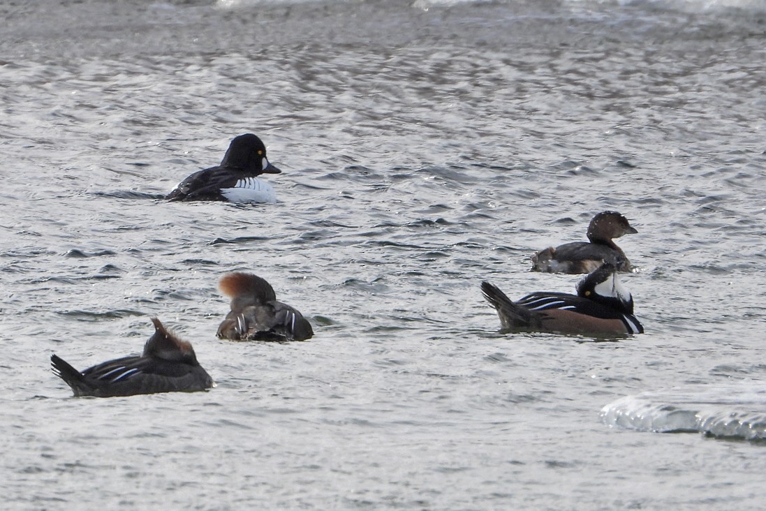 Pied-billed Grebe - ML629339553