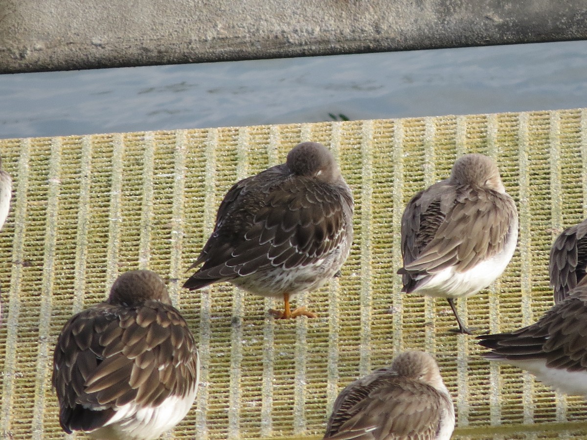 Purple Sandpiper - ML629339654