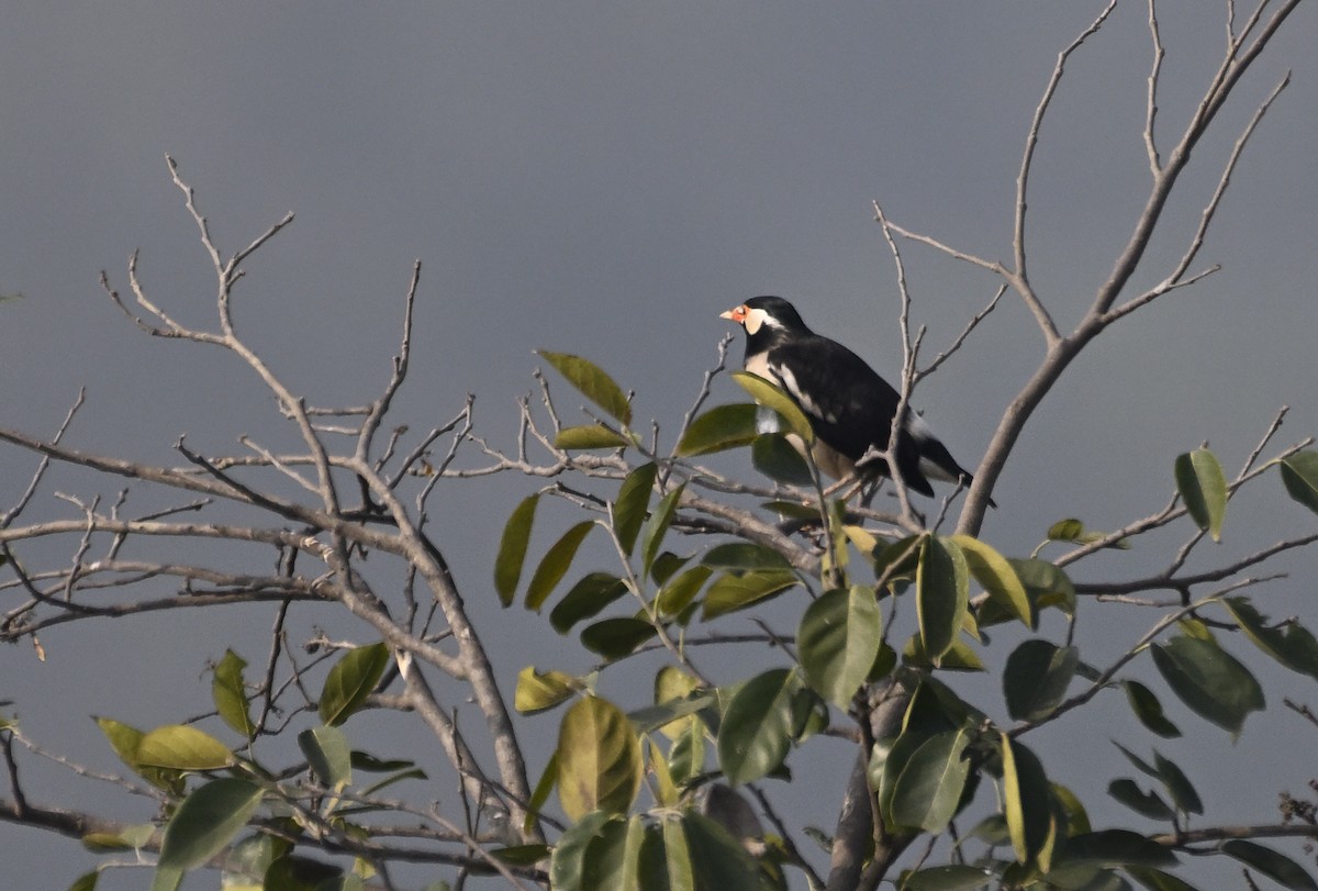 Indian Pied Starling - ML629339691