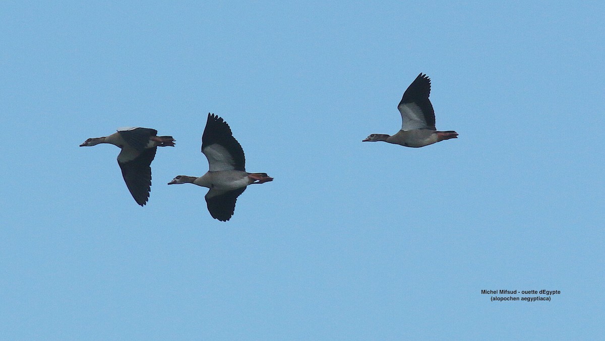 Oca egiziana - ML629339698