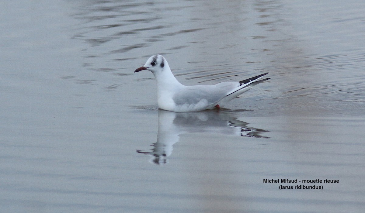 Gabbiano comune - ML629339709