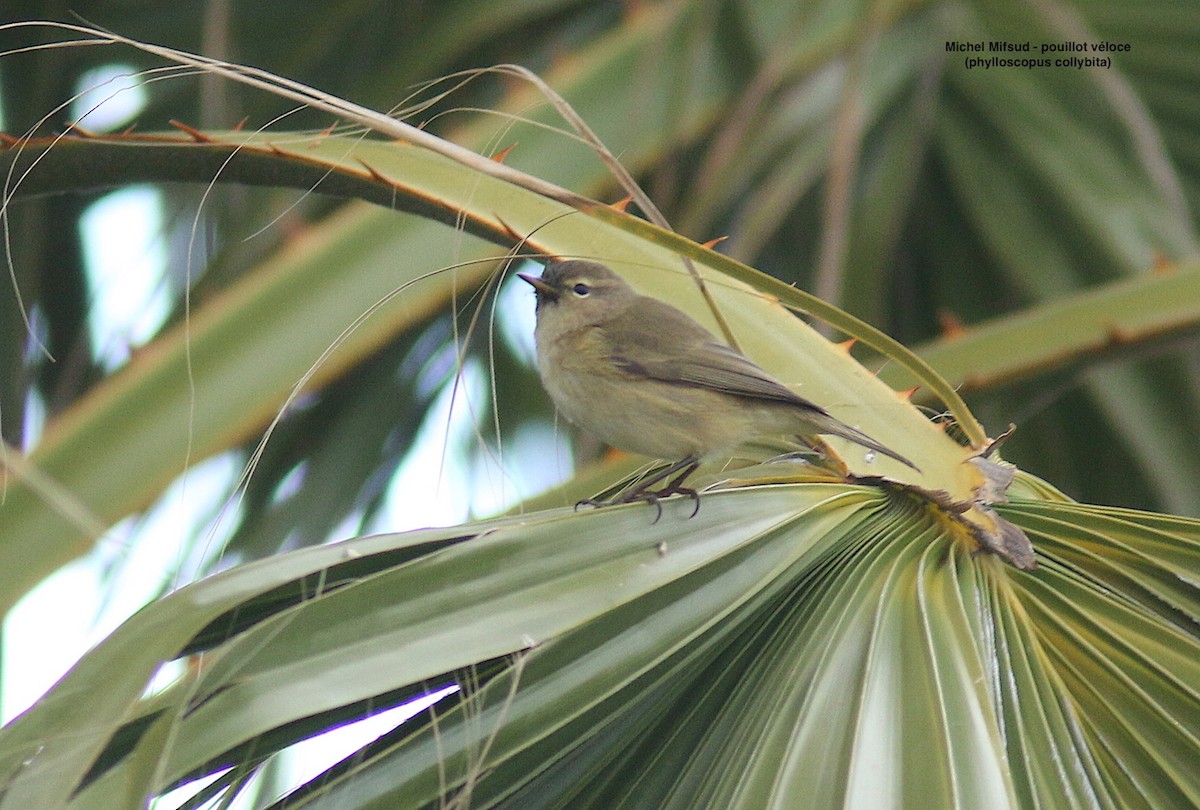 Luì piccolo - ML629339729