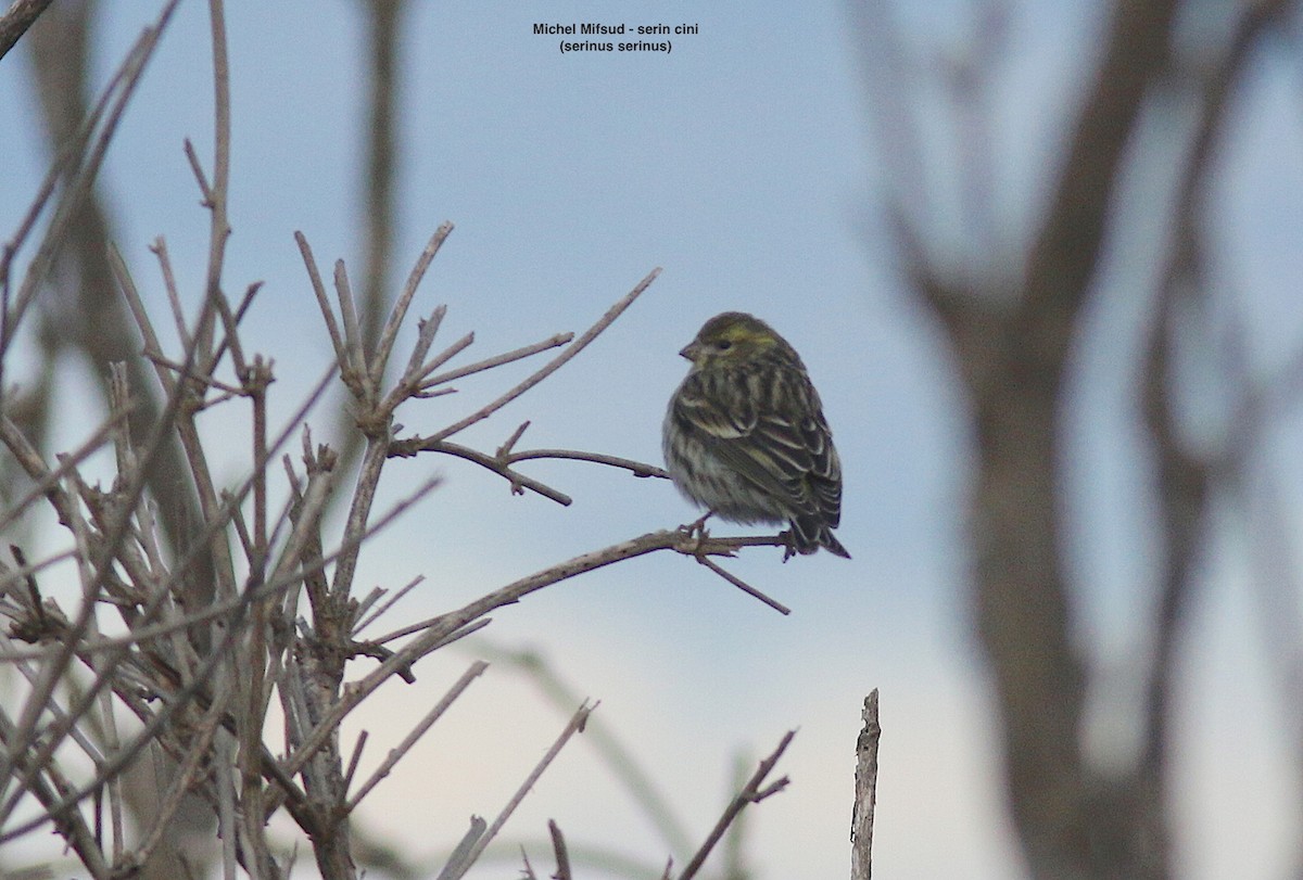 Verzellino - ML629339753