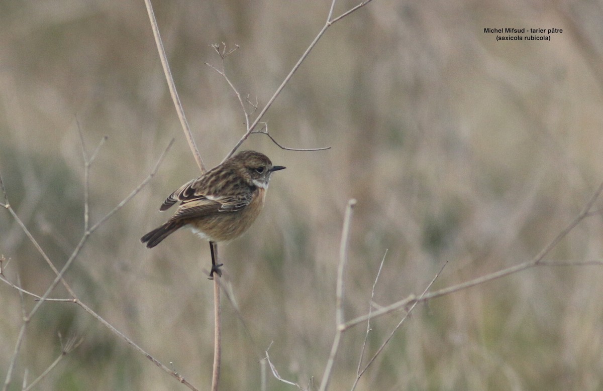 Saltimpalo - ML629339764