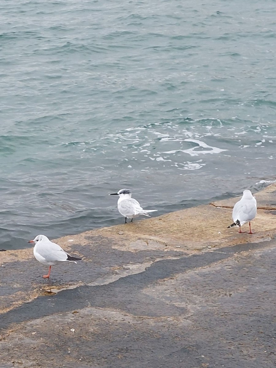 Sandwich Tern - ML629339782
