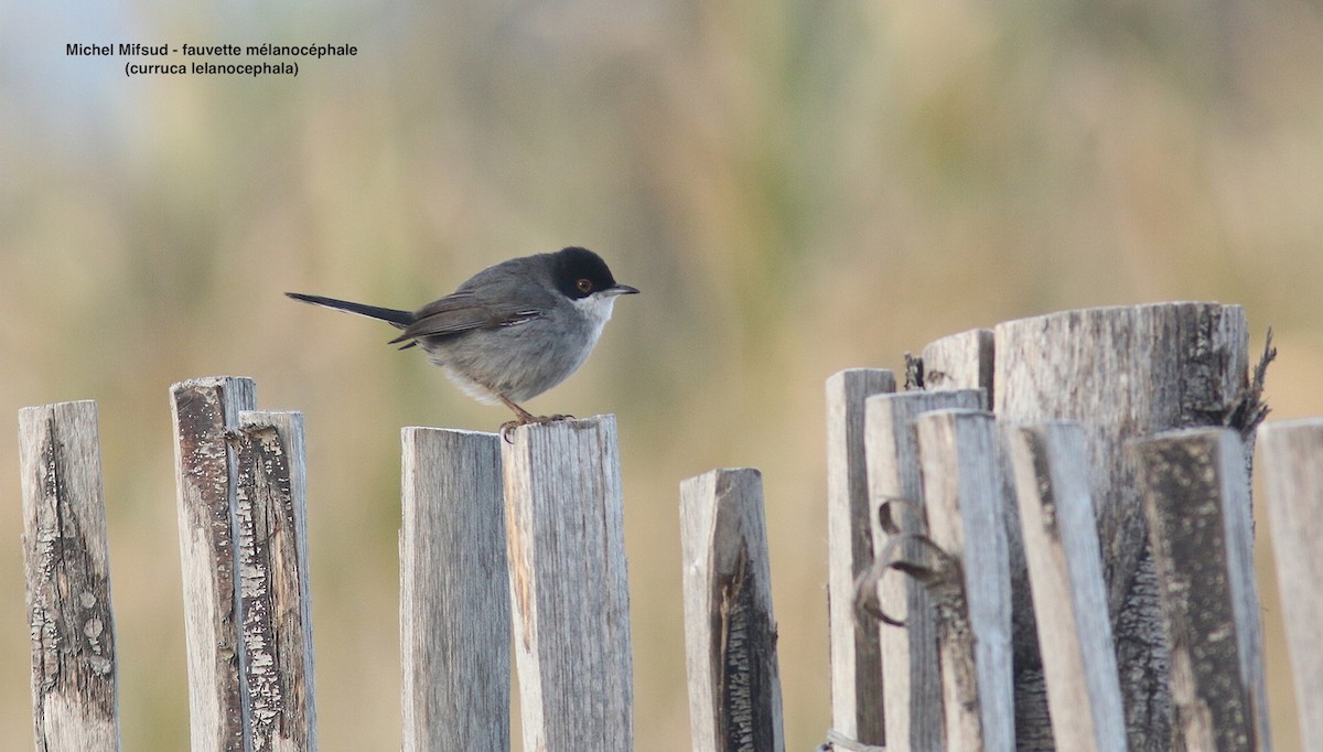 Occhiocotto - ML629339788