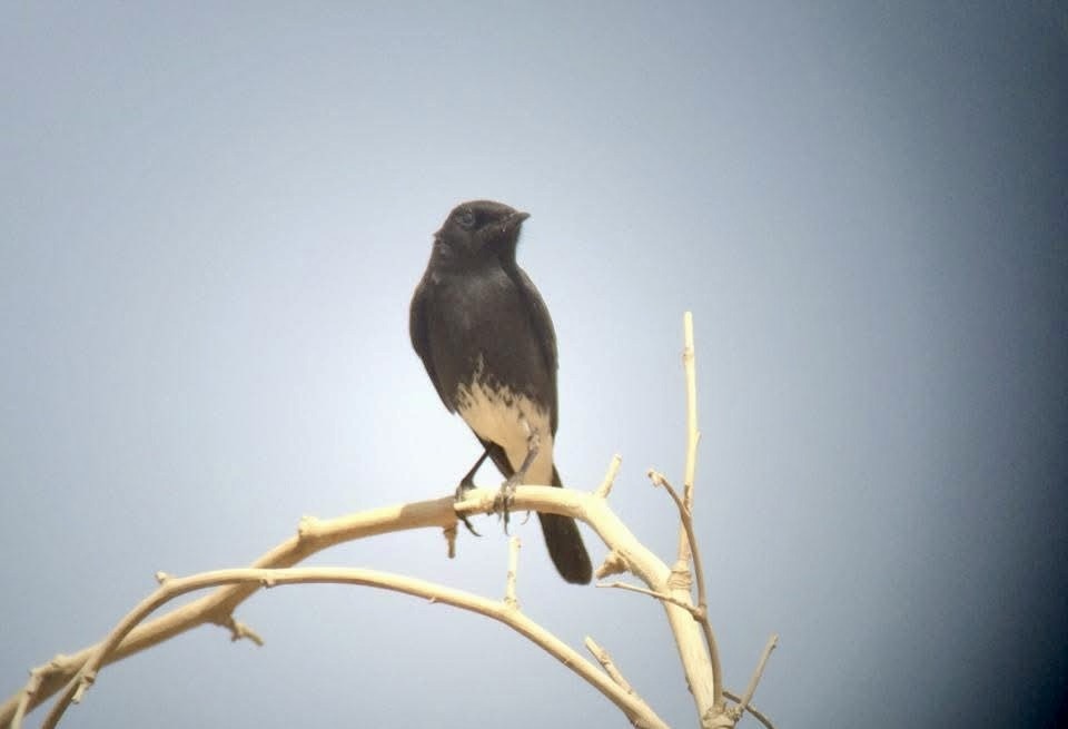 Pied Bushchat - ML629340028