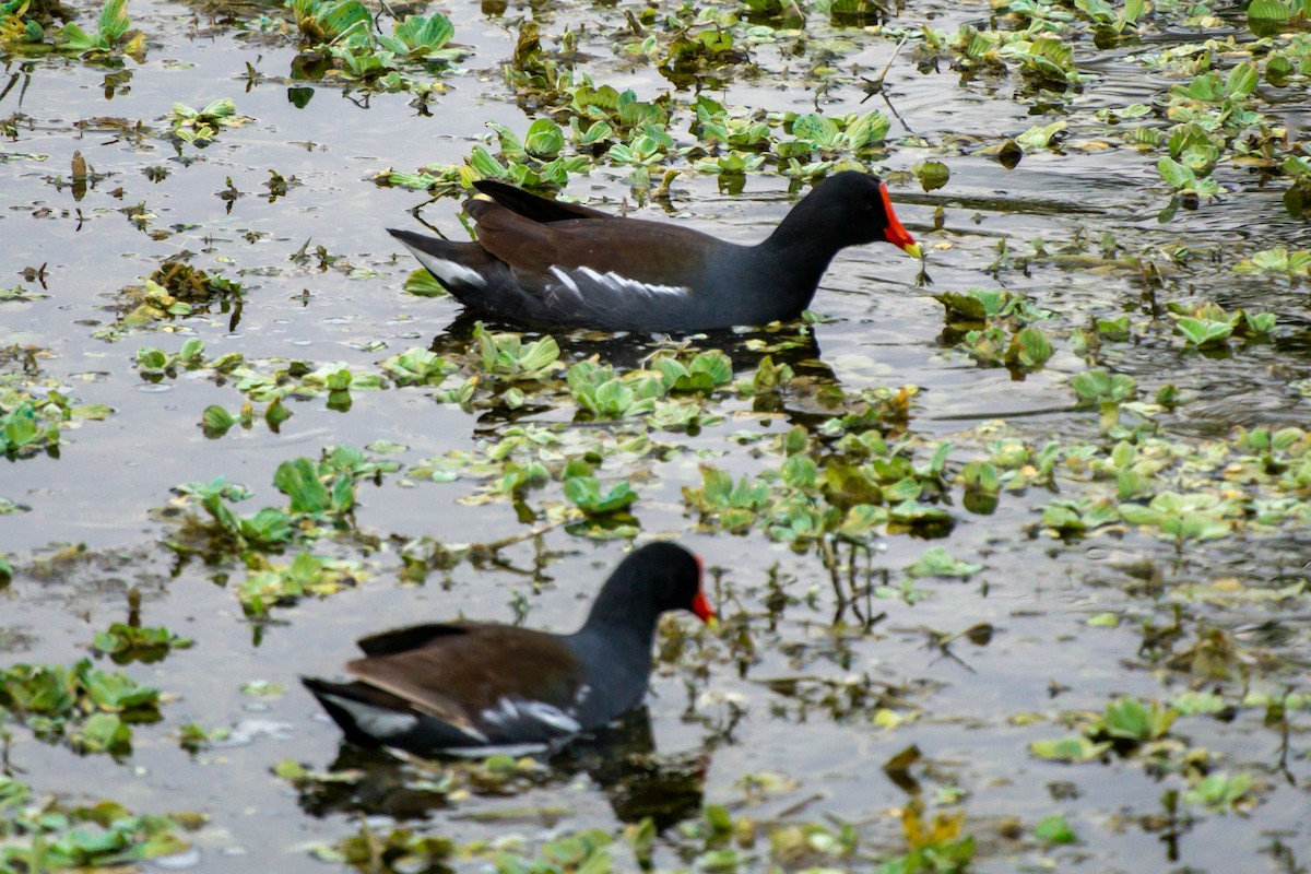 Common Gallinule - ML629340047