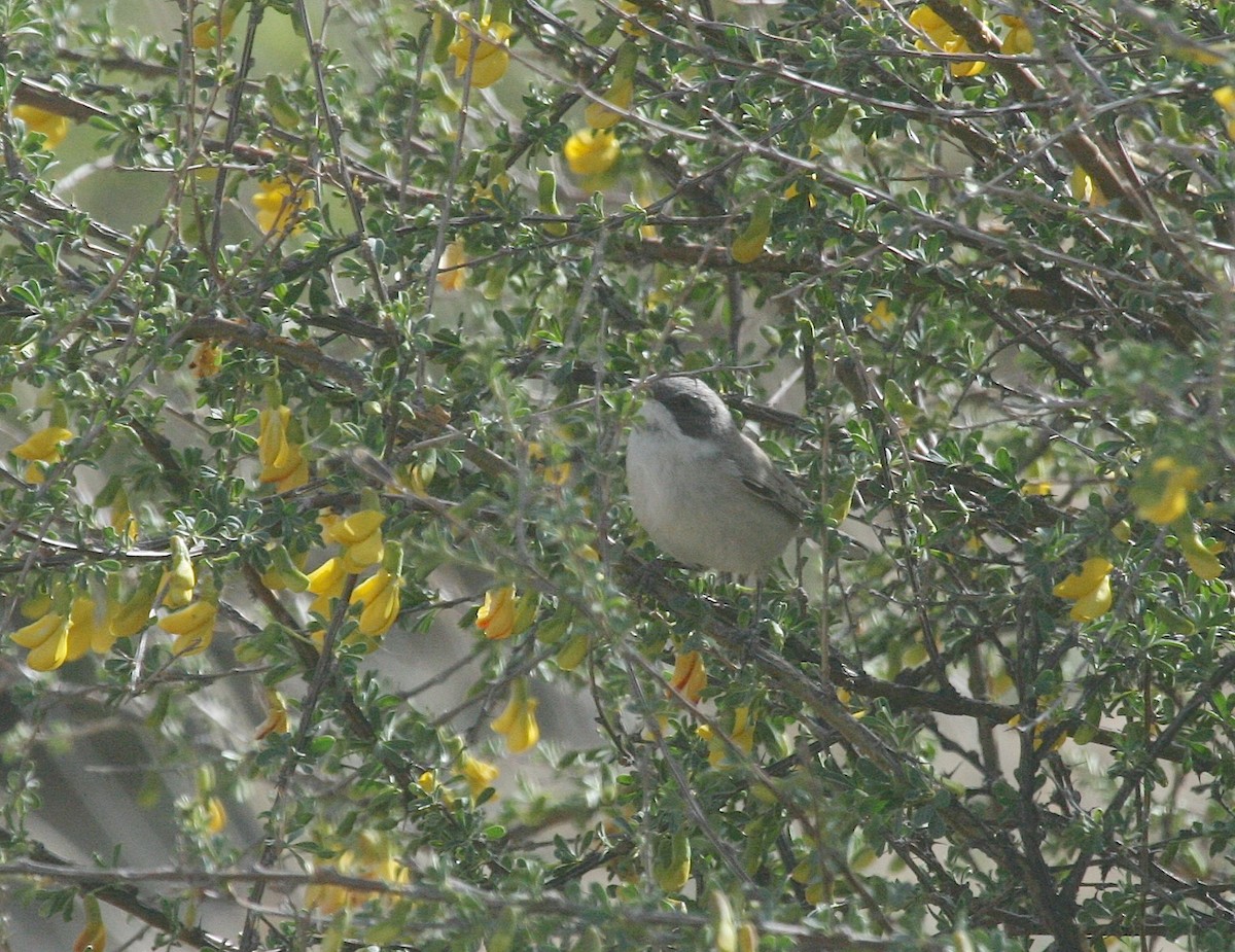 Curruca Zarcerilla (margelanica) - ML629340085