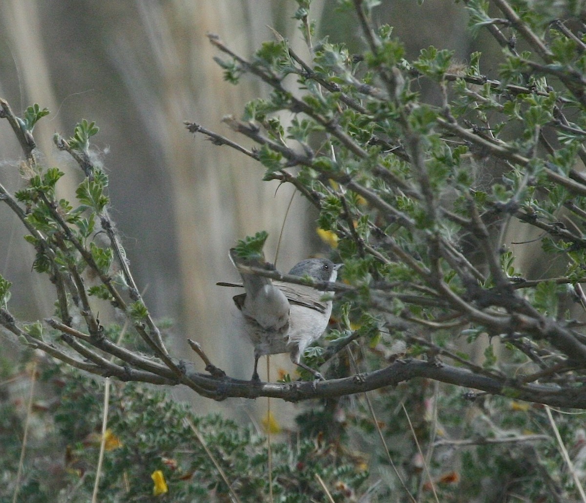 Curruca Zarcerilla (margelanica) - ML629340088