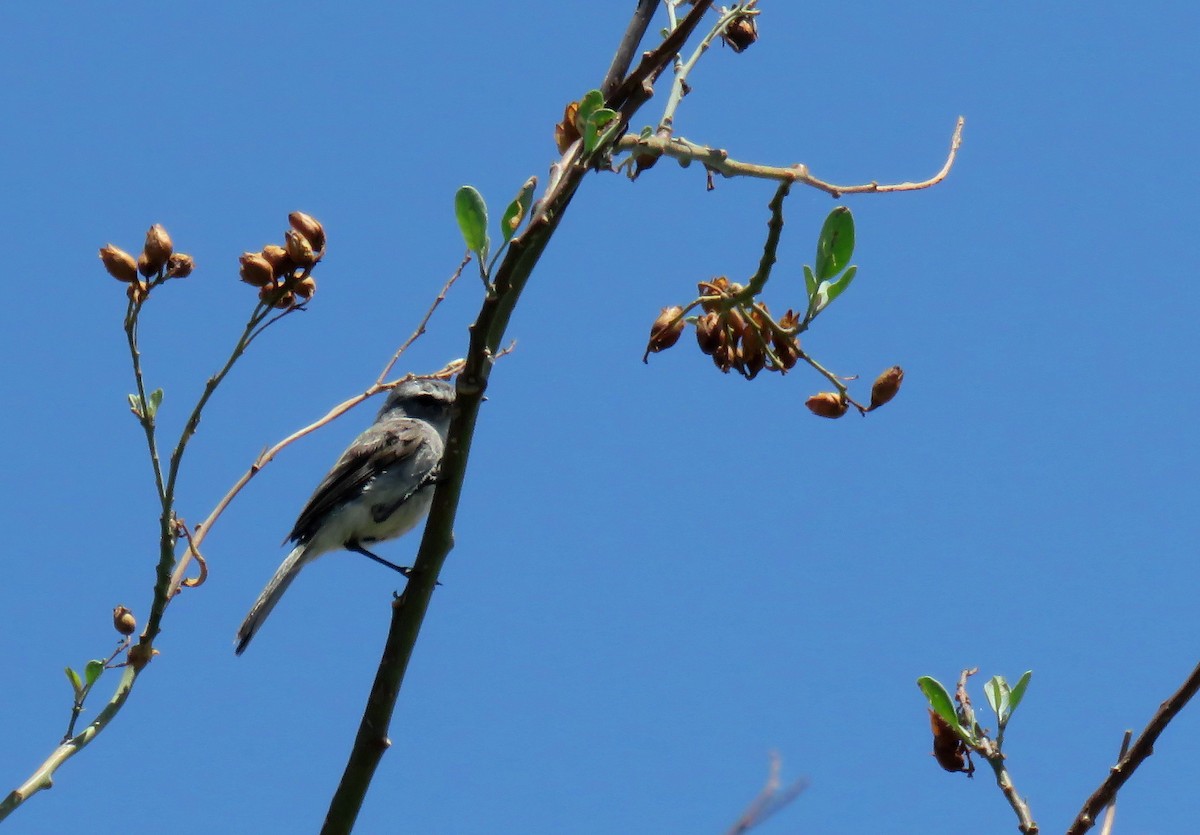 White-crested Tyrannulet (White-bellied) - ML629340101