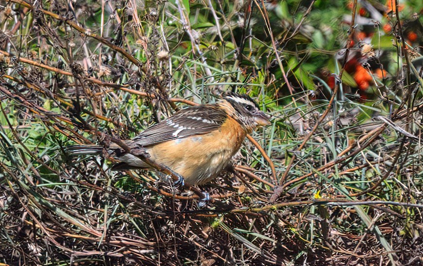 Schwarzkopf-Kernknacker - ML629340450