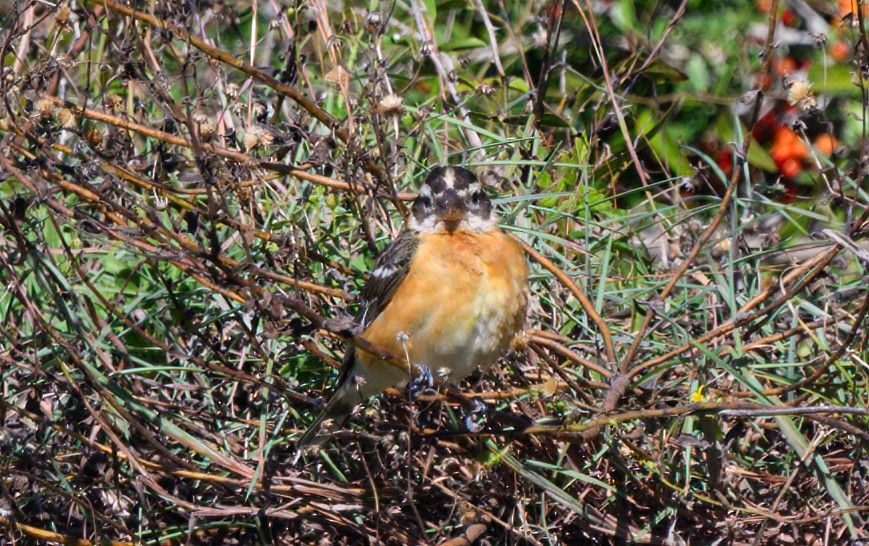 Schwarzkopf-Kernknacker - ML629340451