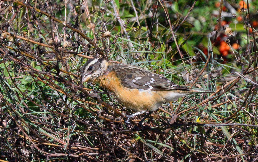 Schwarzkopf-Kernknacker - ML629340452