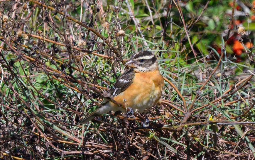 Schwarzkopf-Kernknacker - ML629340453