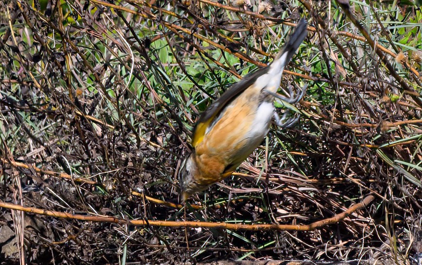 Schwarzkopf-Kernknacker - ML629340517