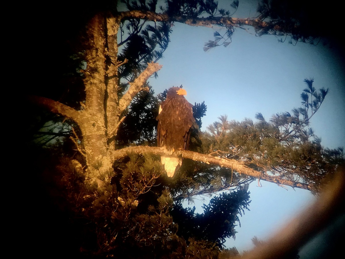 Steller's Sea-Eagle - ML629340953