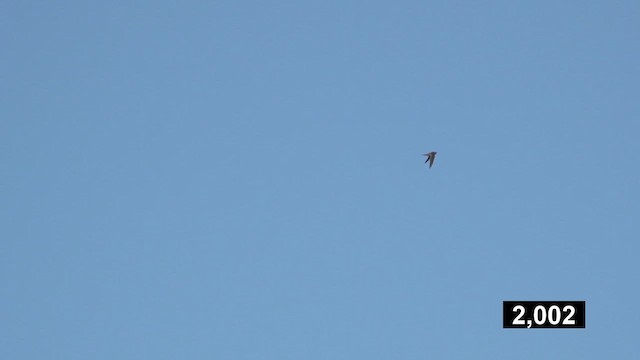 Plain Swift - ML629341315