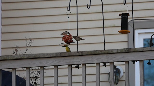 Western Tanager - ML629341469