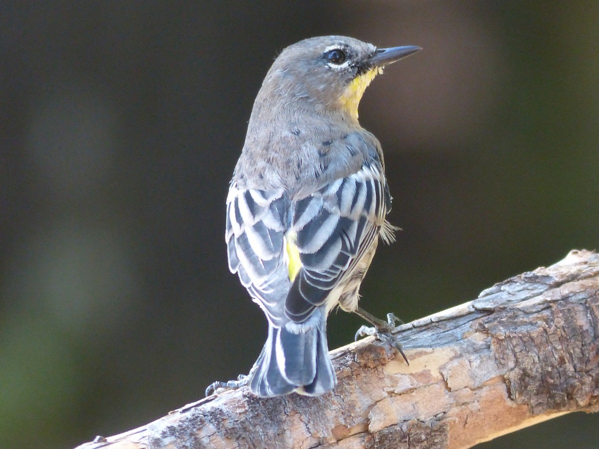 Yellow-rumped Warbler - ML629341493