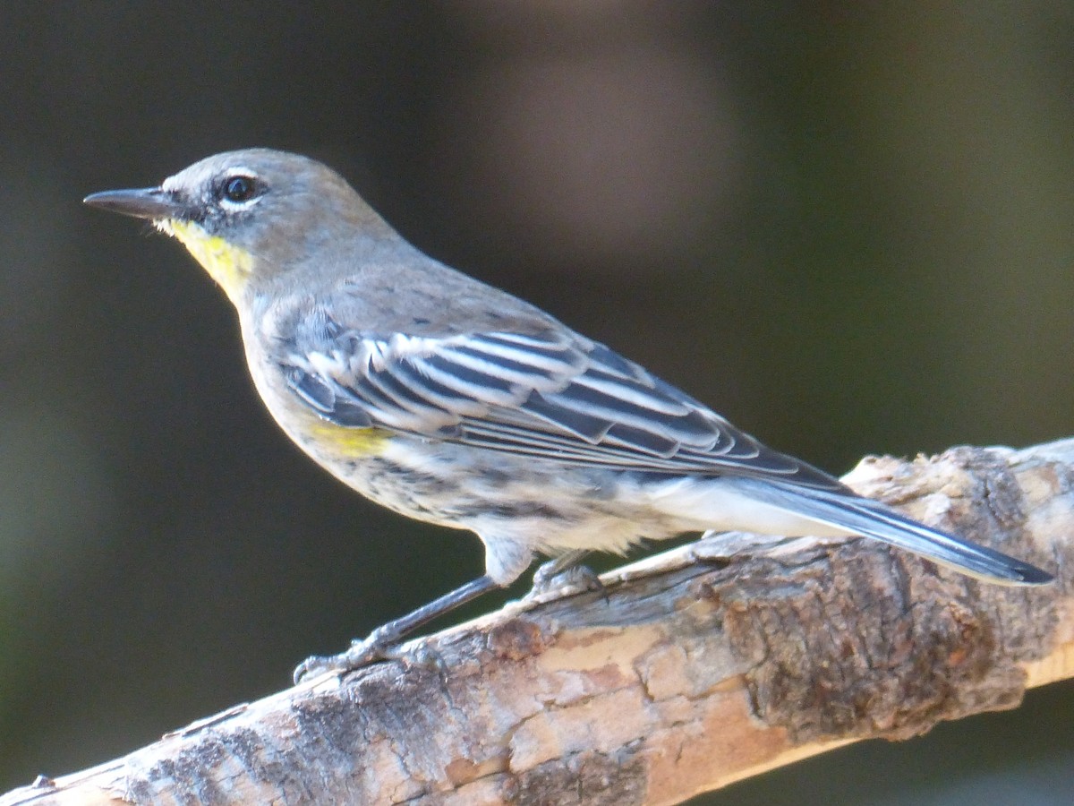 Yellow-rumped Warbler - ML629341498