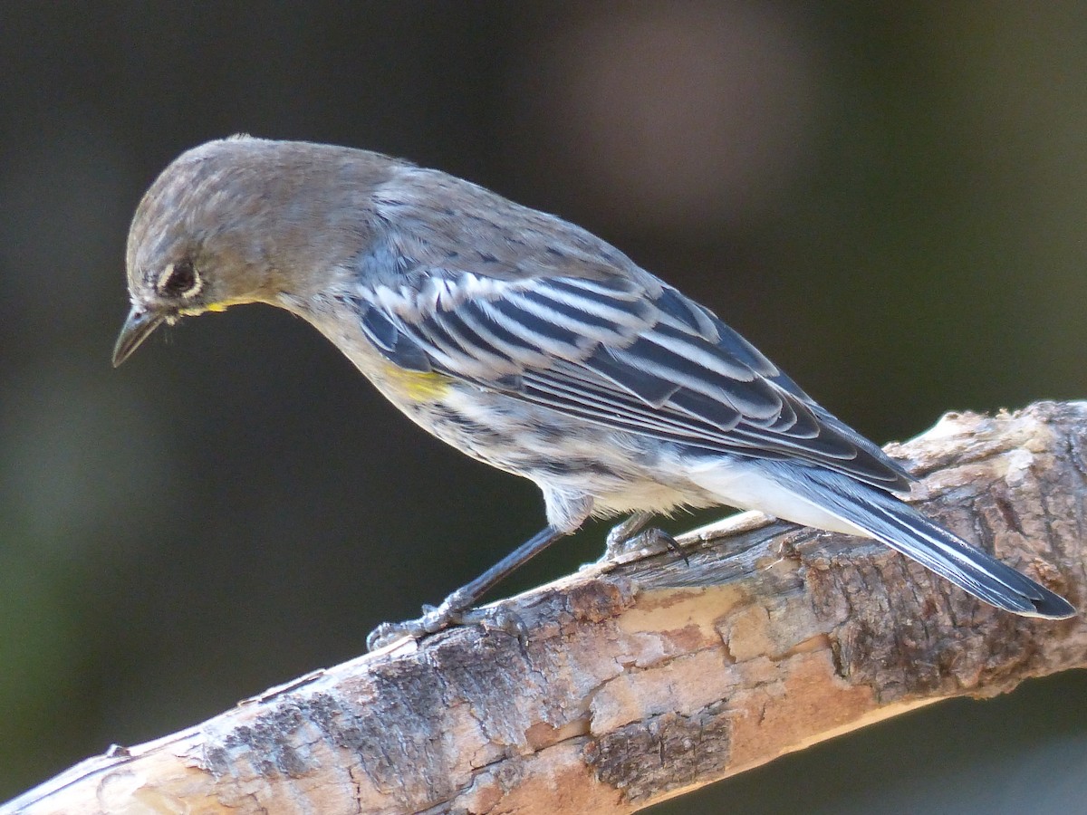 Yellow-rumped Warbler - ML629341511