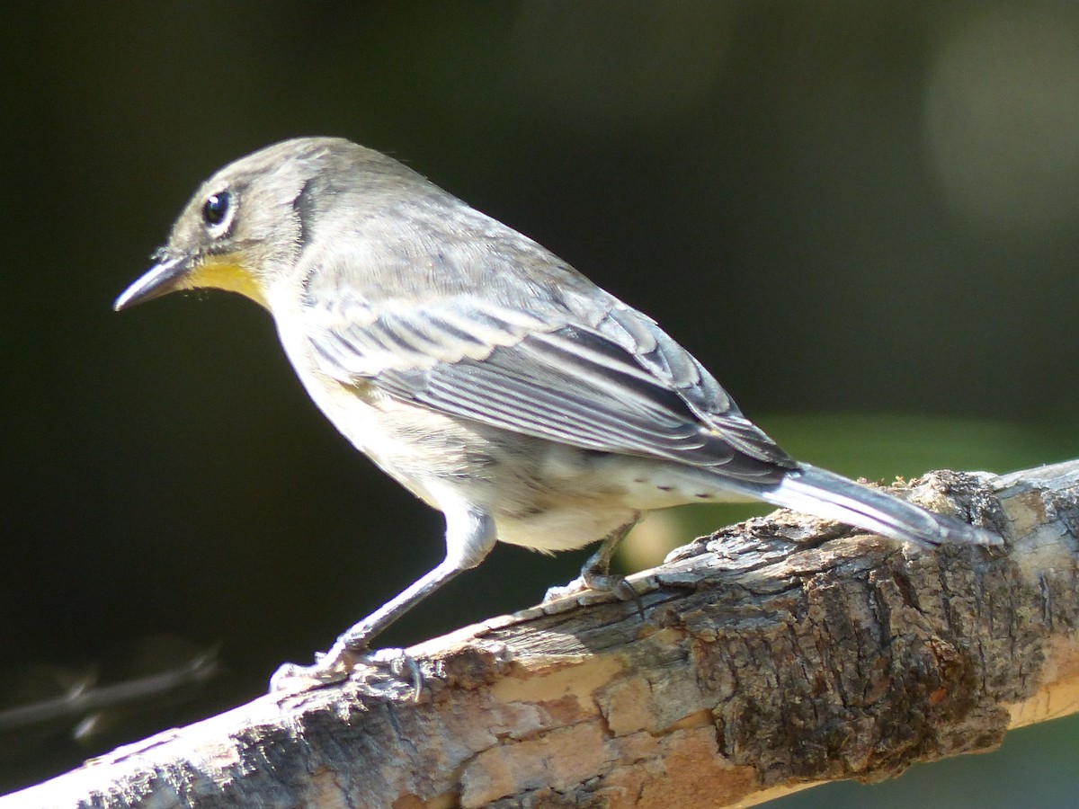 Yellow-rumped Warbler - ML629341515