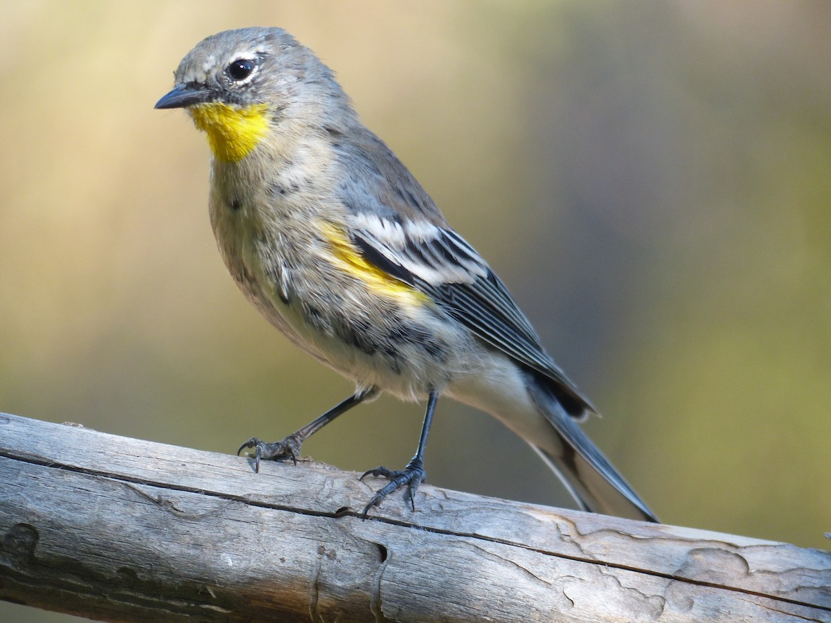 Yellow-rumped Warbler - ML629341540