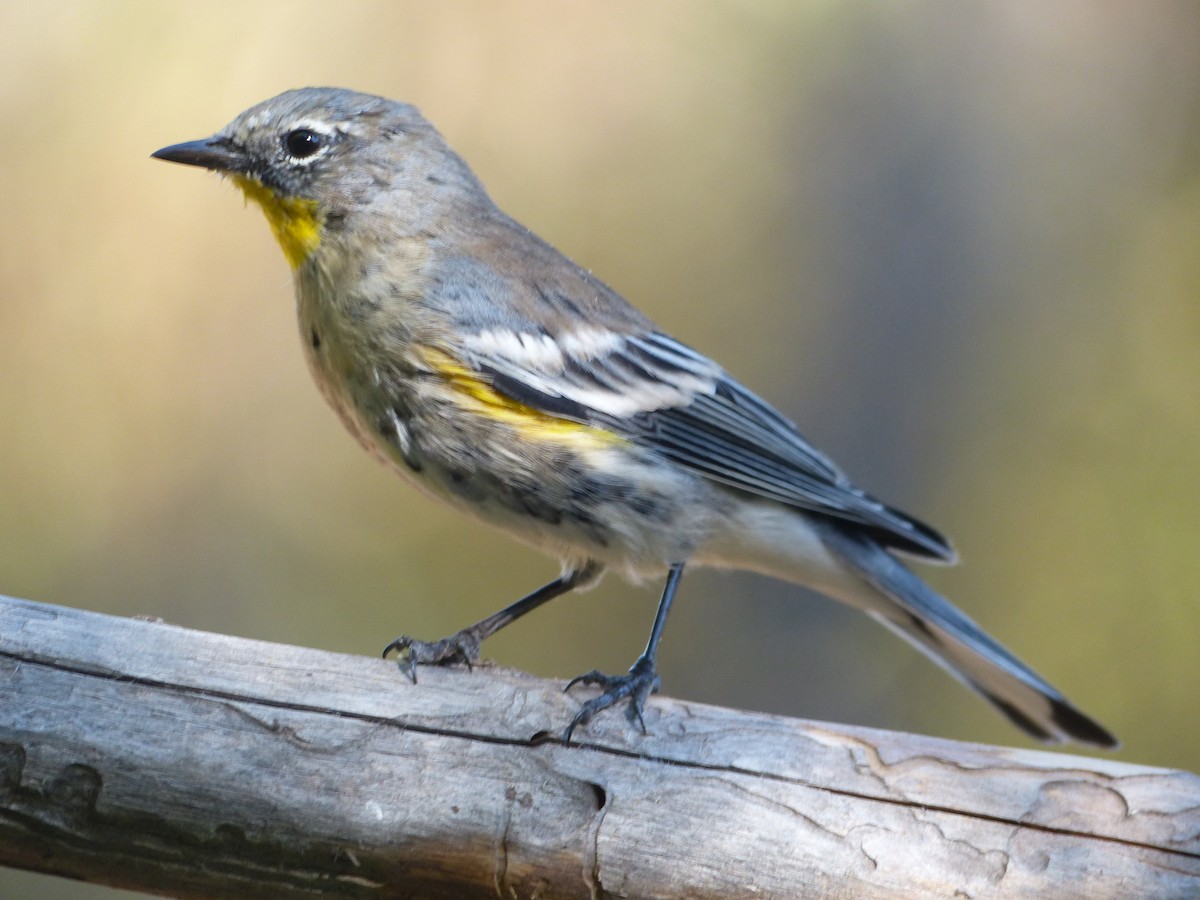 Yellow-rumped Warbler - ML629341556
