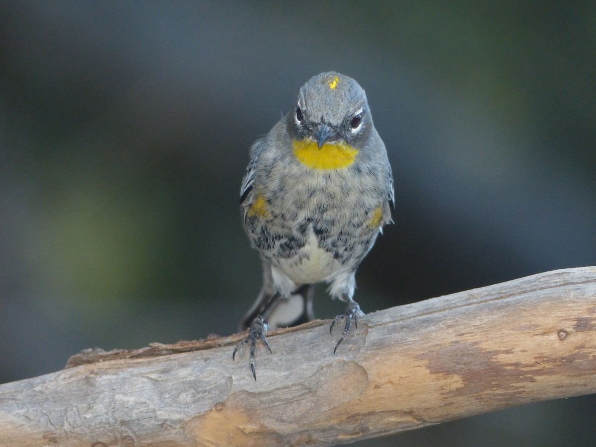 Yellow-rumped Warbler - ML629341581