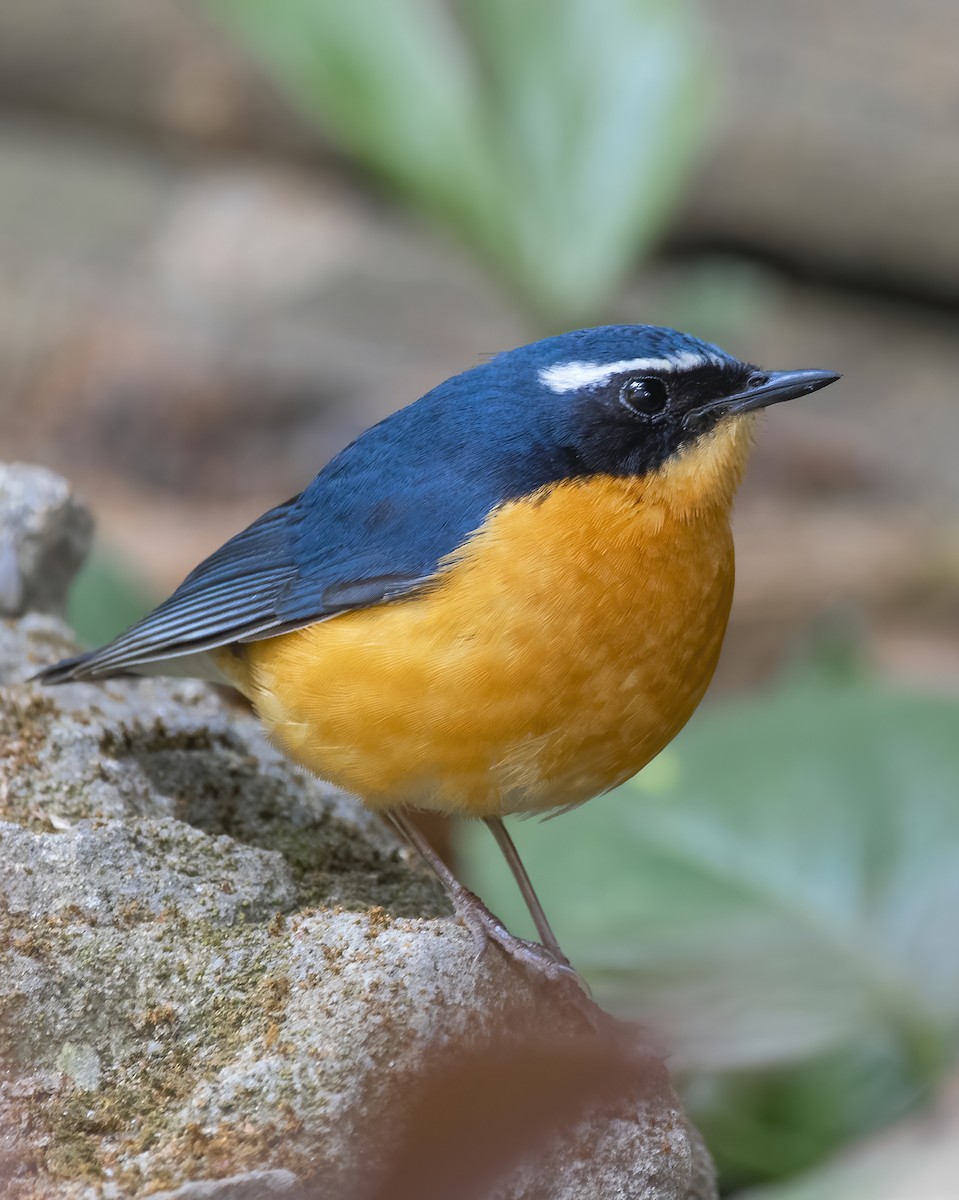 Indian Blue Robin - ML629341697