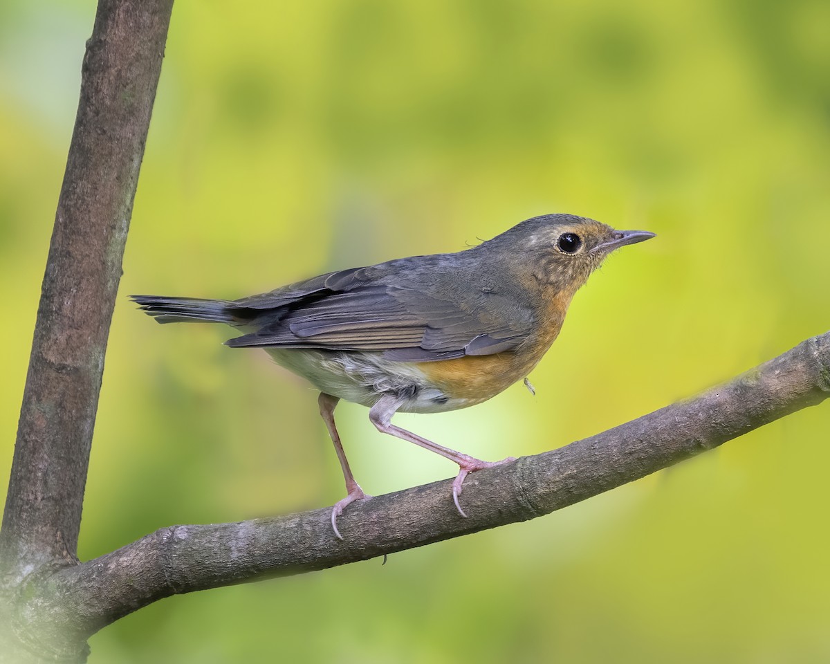 Indian Blue Robin - ML629341698