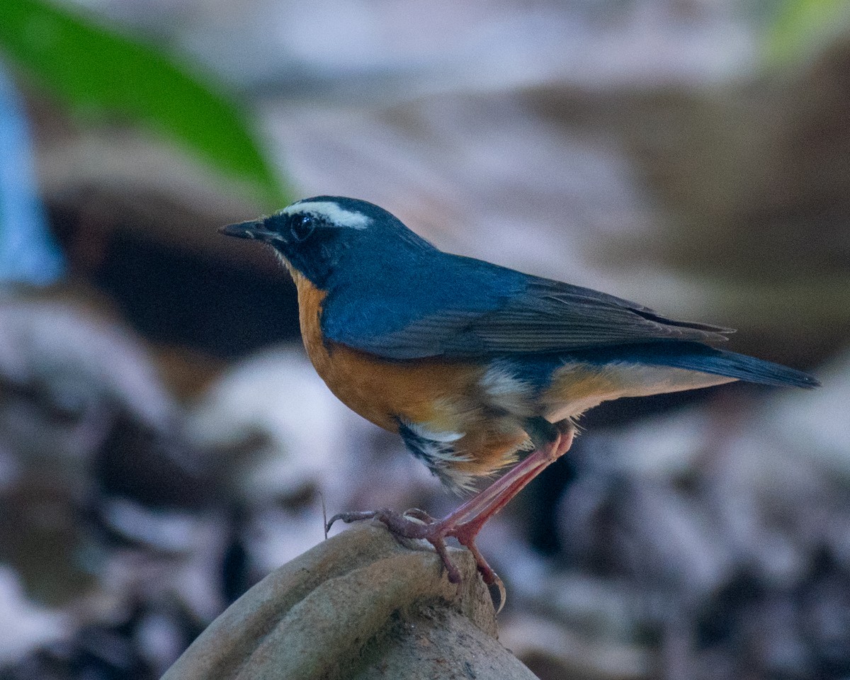 Indian Blue Robin - ML629341699
