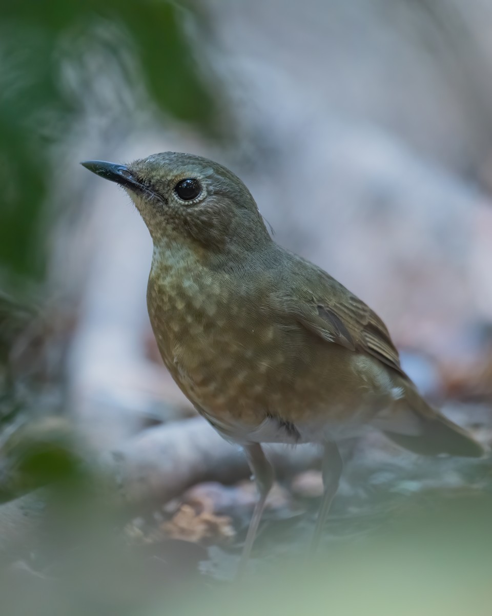 Indian Blue Robin - ML629341700