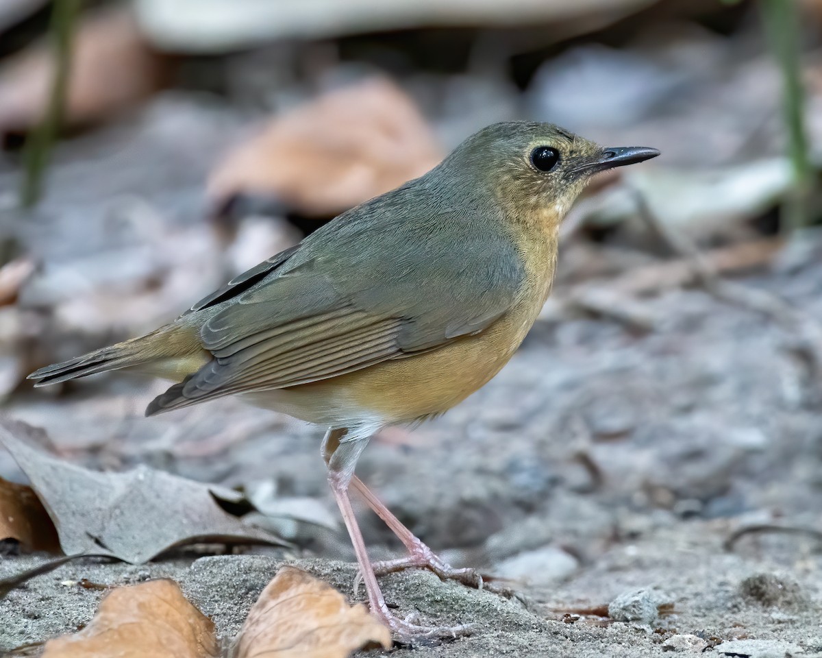 Indian Blue Robin - ML629341701