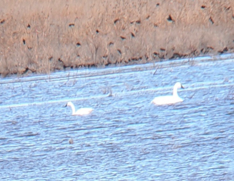 Tundra Swan - ML629341765
