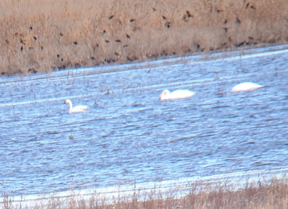 Tundra Swan - ML629341766