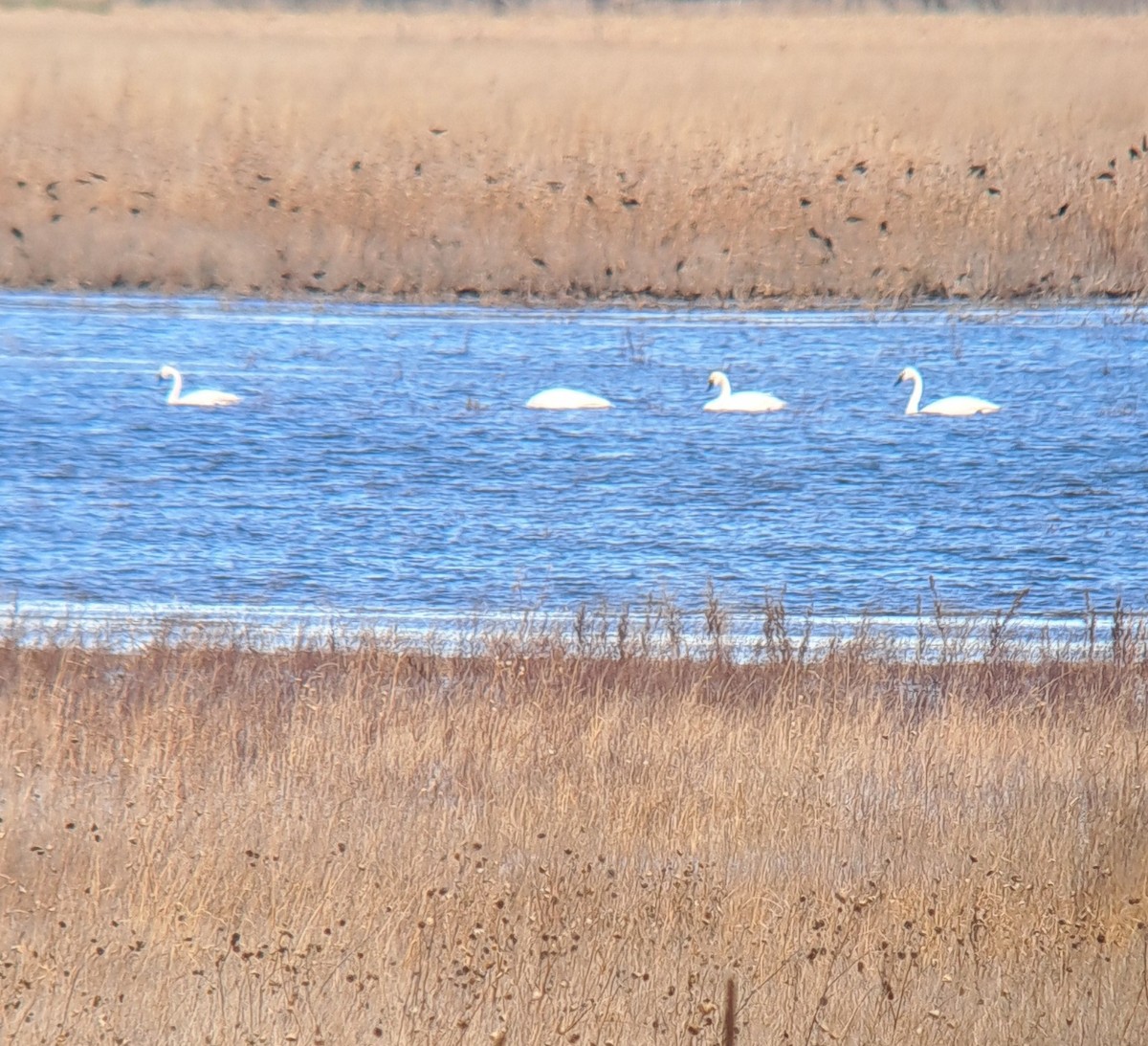 Tundra Swan - ML629341767