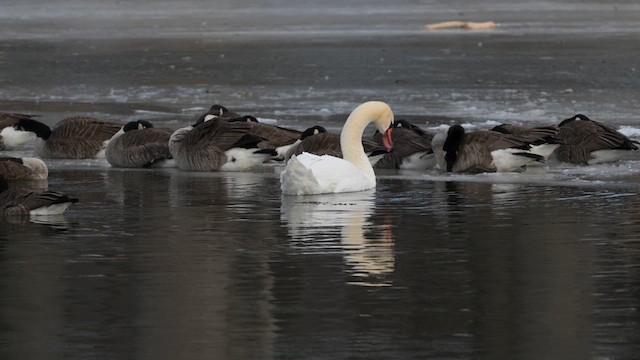 Mute Swan - ML629342079