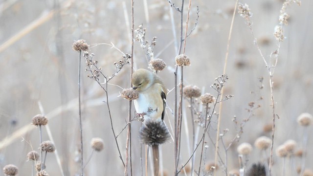 American Goldfinch - ML629342098