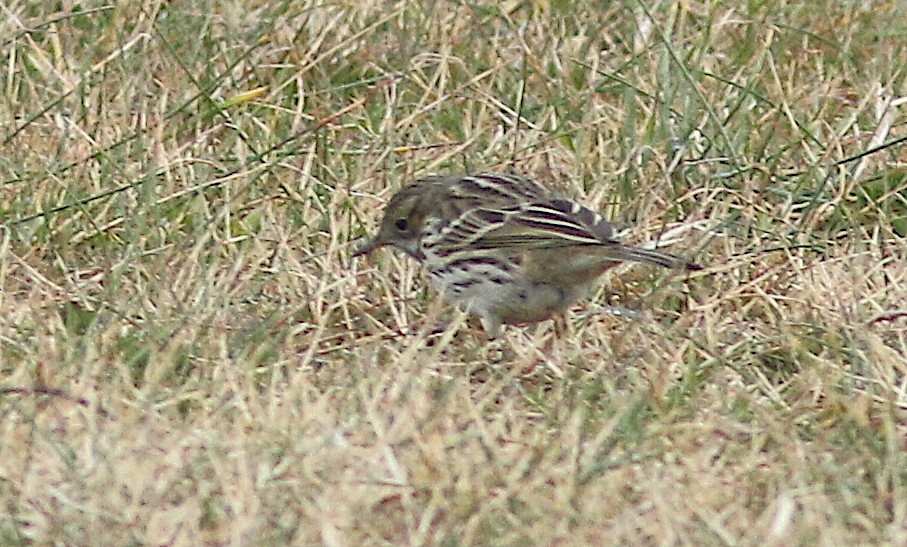 Pispola - ML629342112